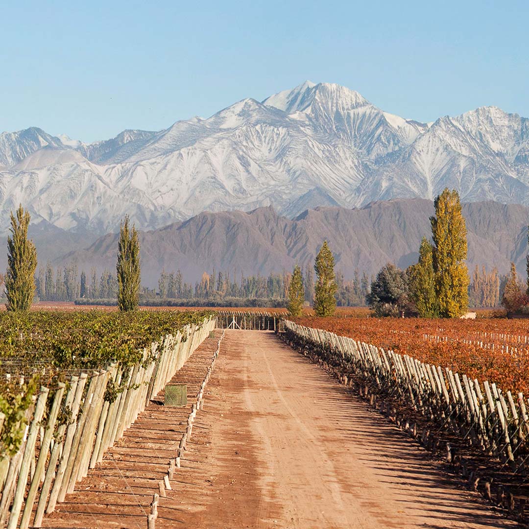 Vineyards in Mendoza